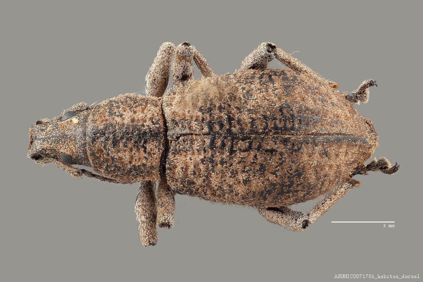 Exophthalmus lunaris image