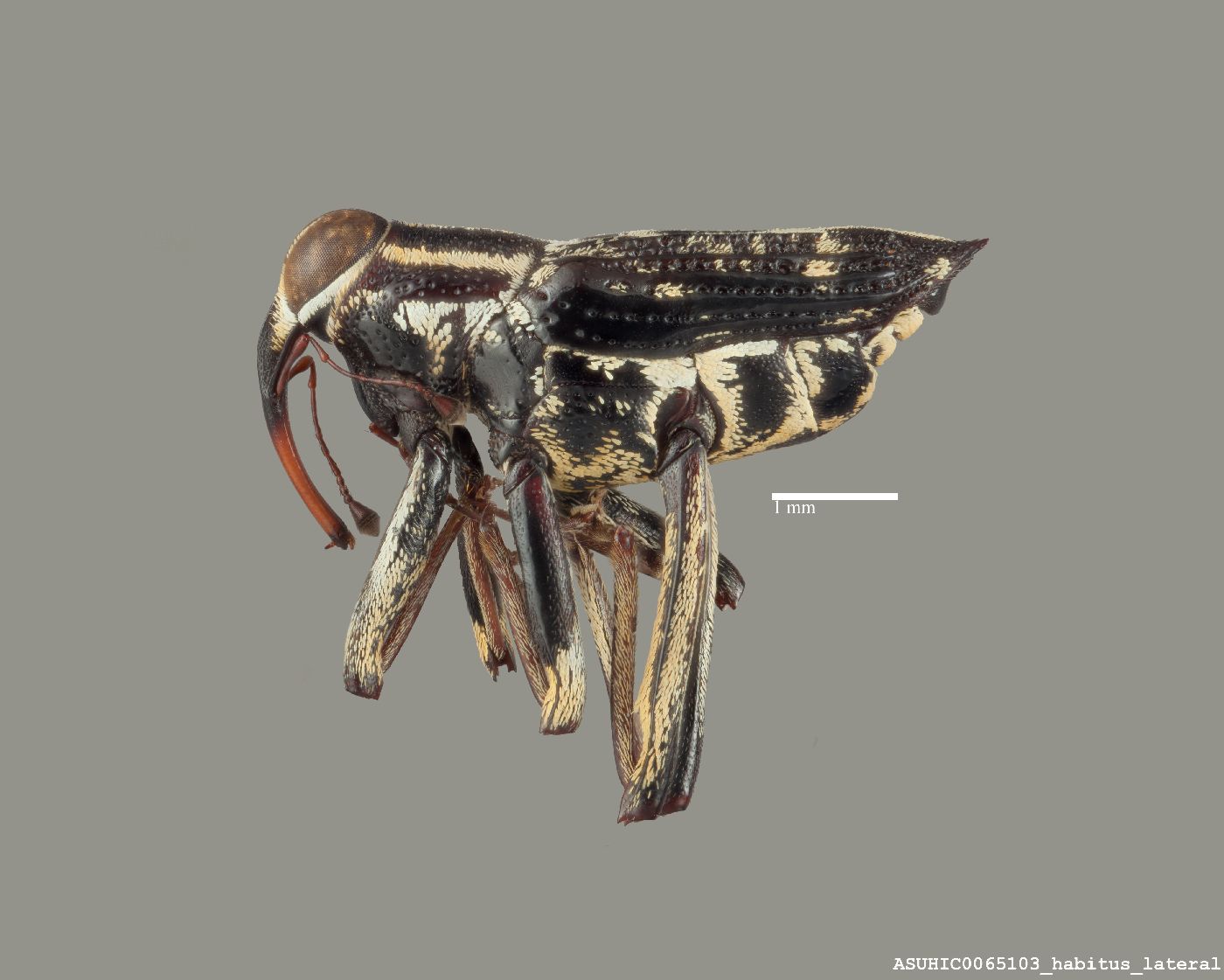 Macrocopturus image