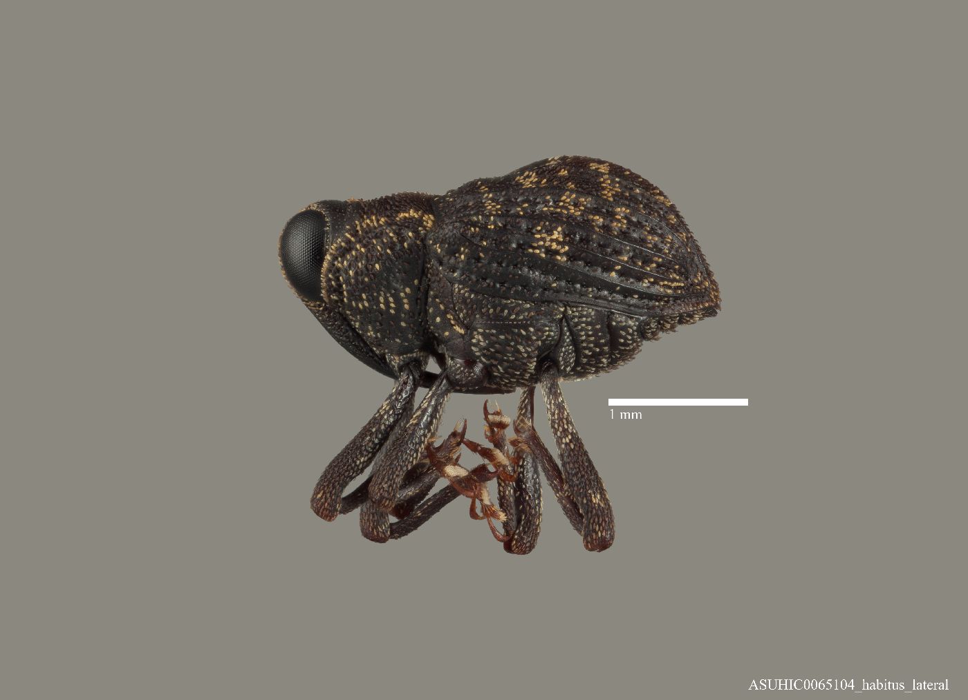 Paramnemyne decemcostata image