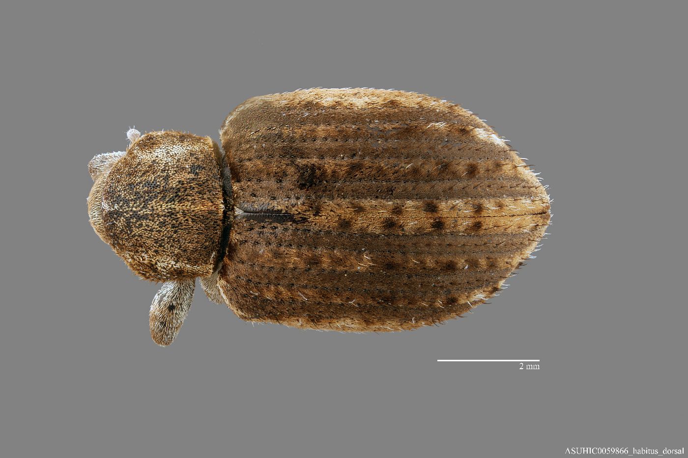 Hypera punctata image