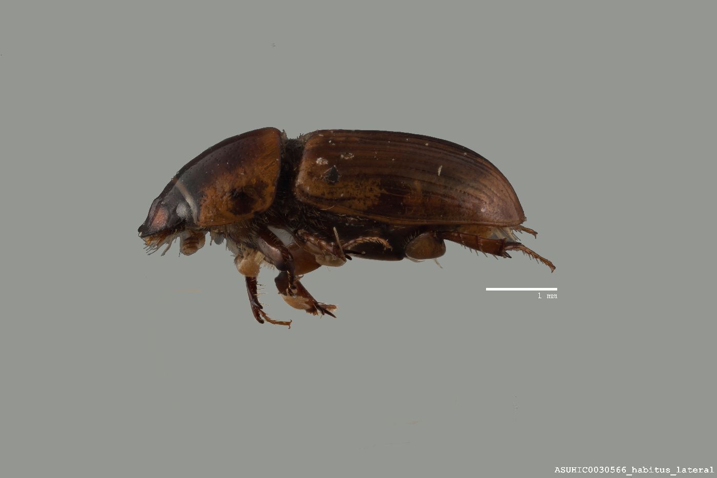 Labarrus lividus image