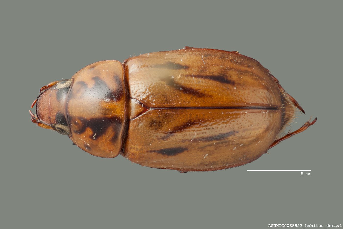 Cyclocephala notata image