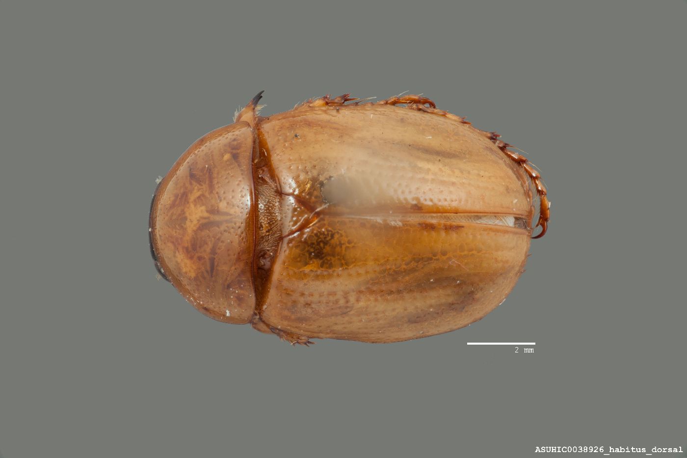 Cyclocephala testacea image