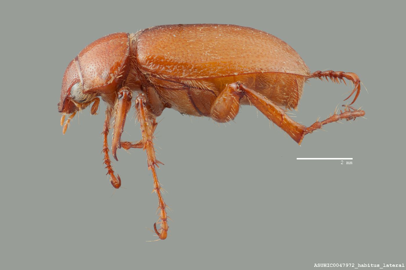 Coenonycha crispata image