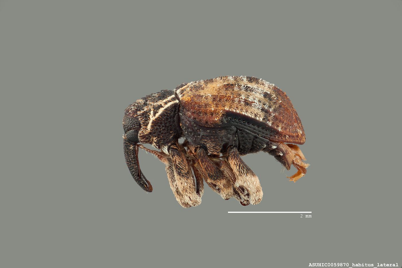 Conotrachelus anaglypticus image