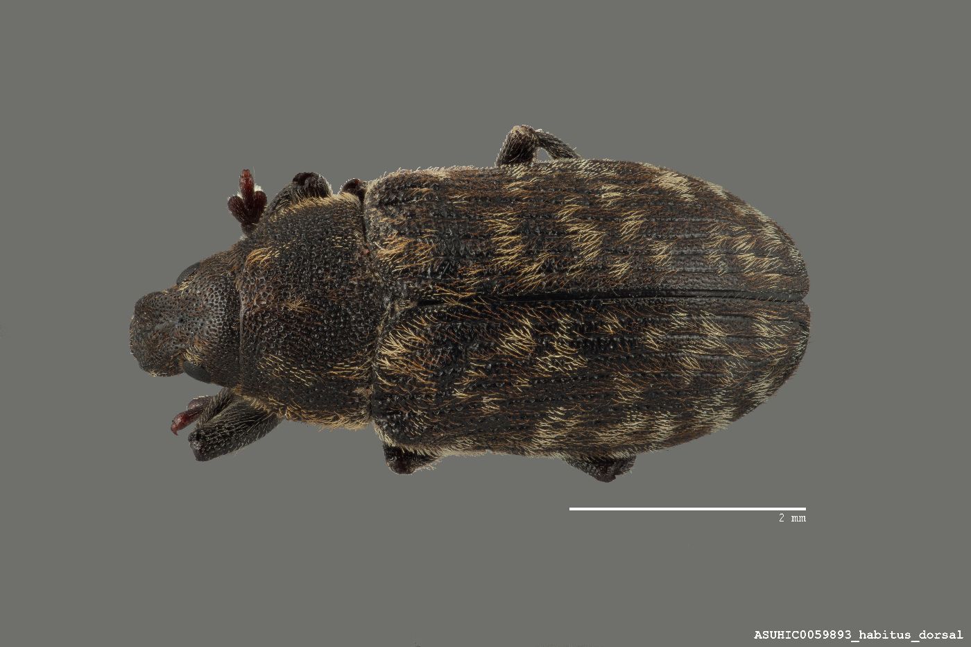 Rhinocyllus image