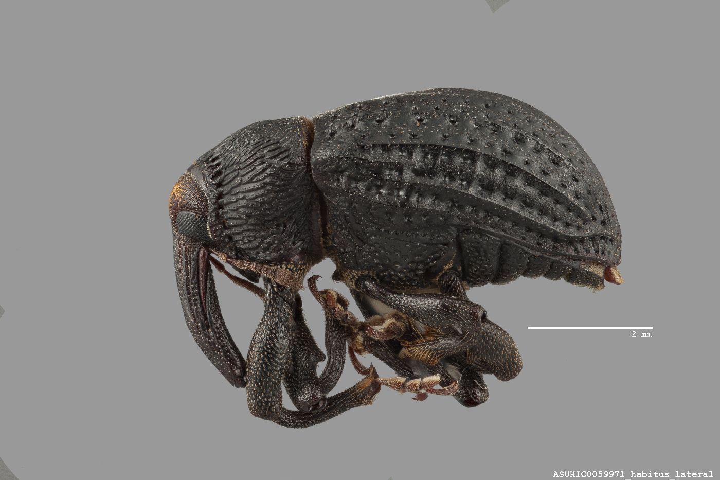 Rhyssomatus lineaticollis image