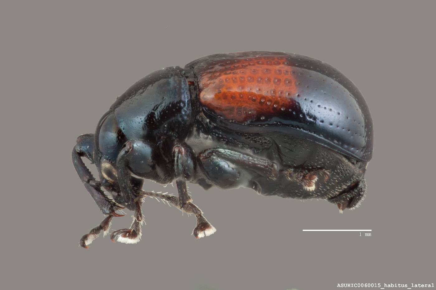 Attelabus bipustulatus image