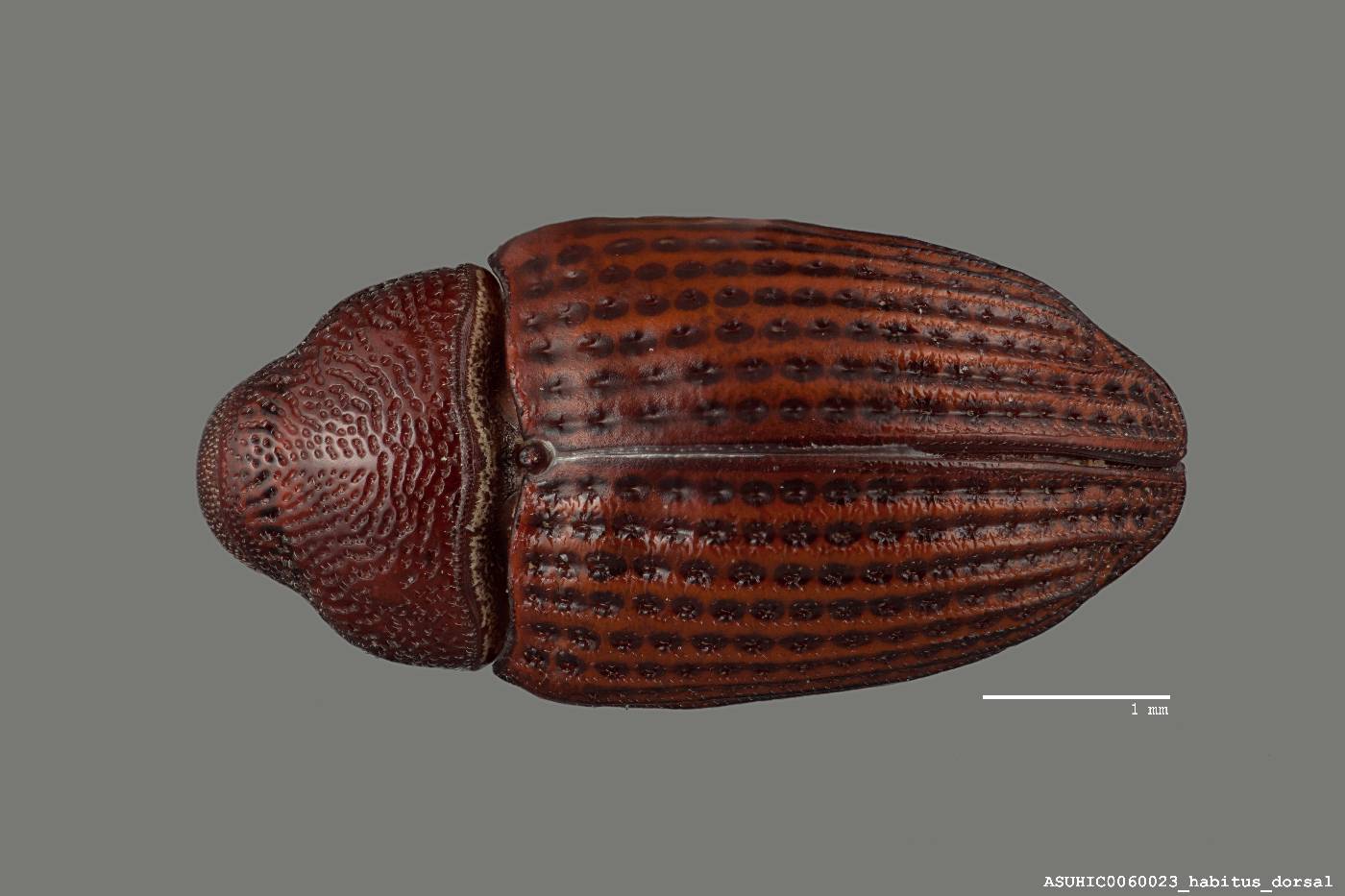 Rhyssomatus image