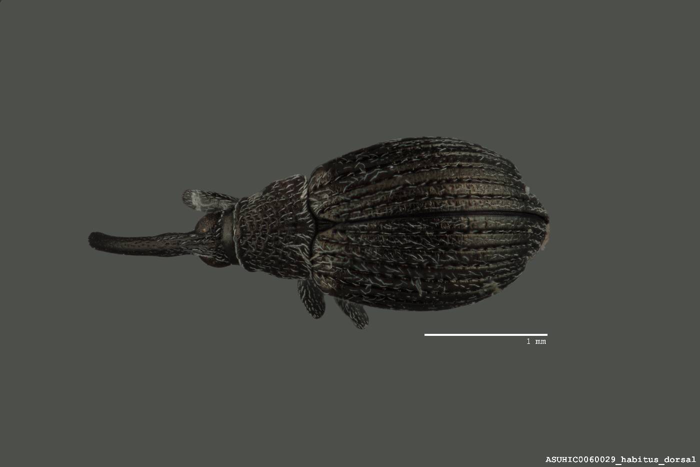Apioninae image