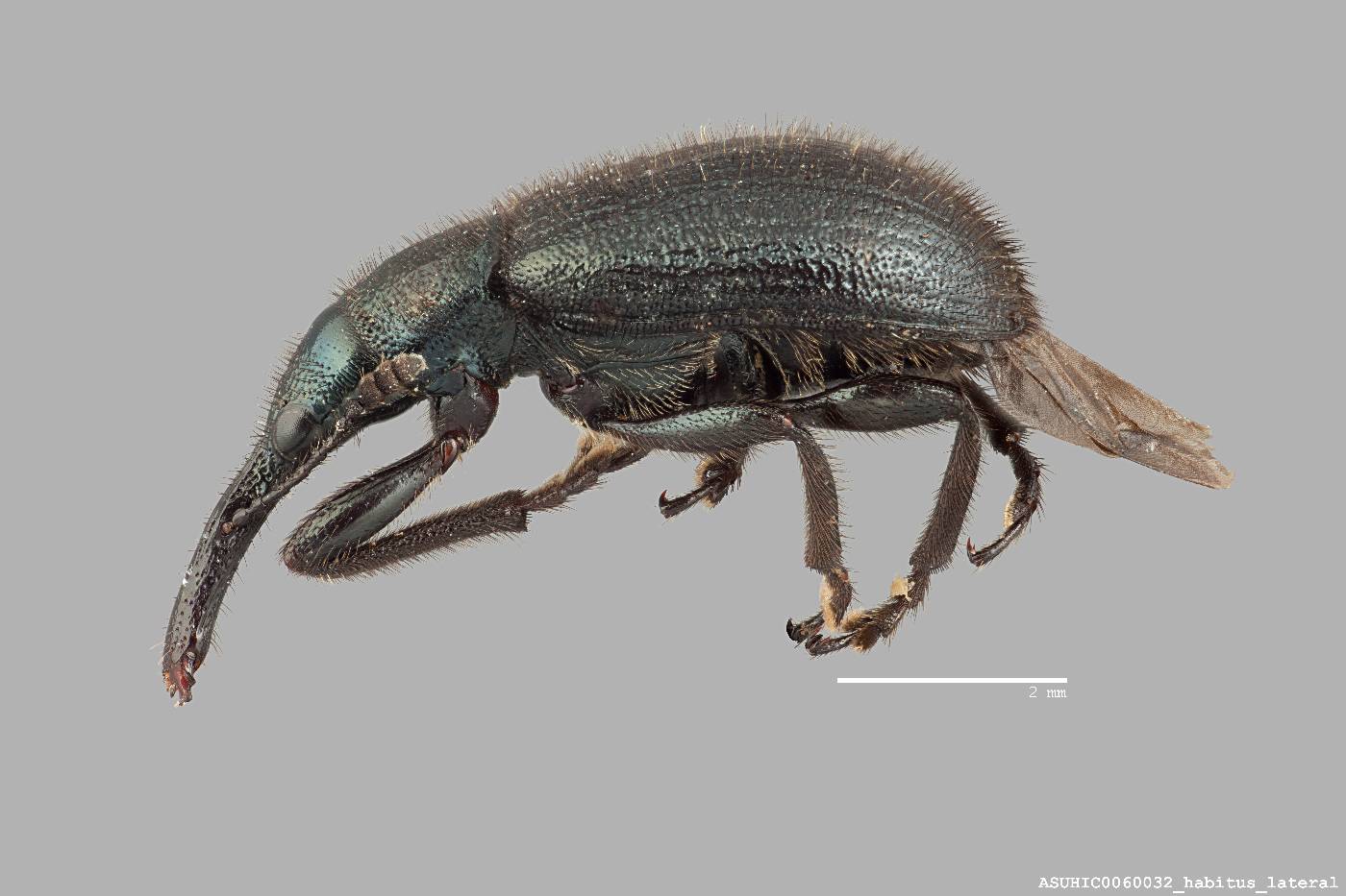 Haplorhynchites aeneus image