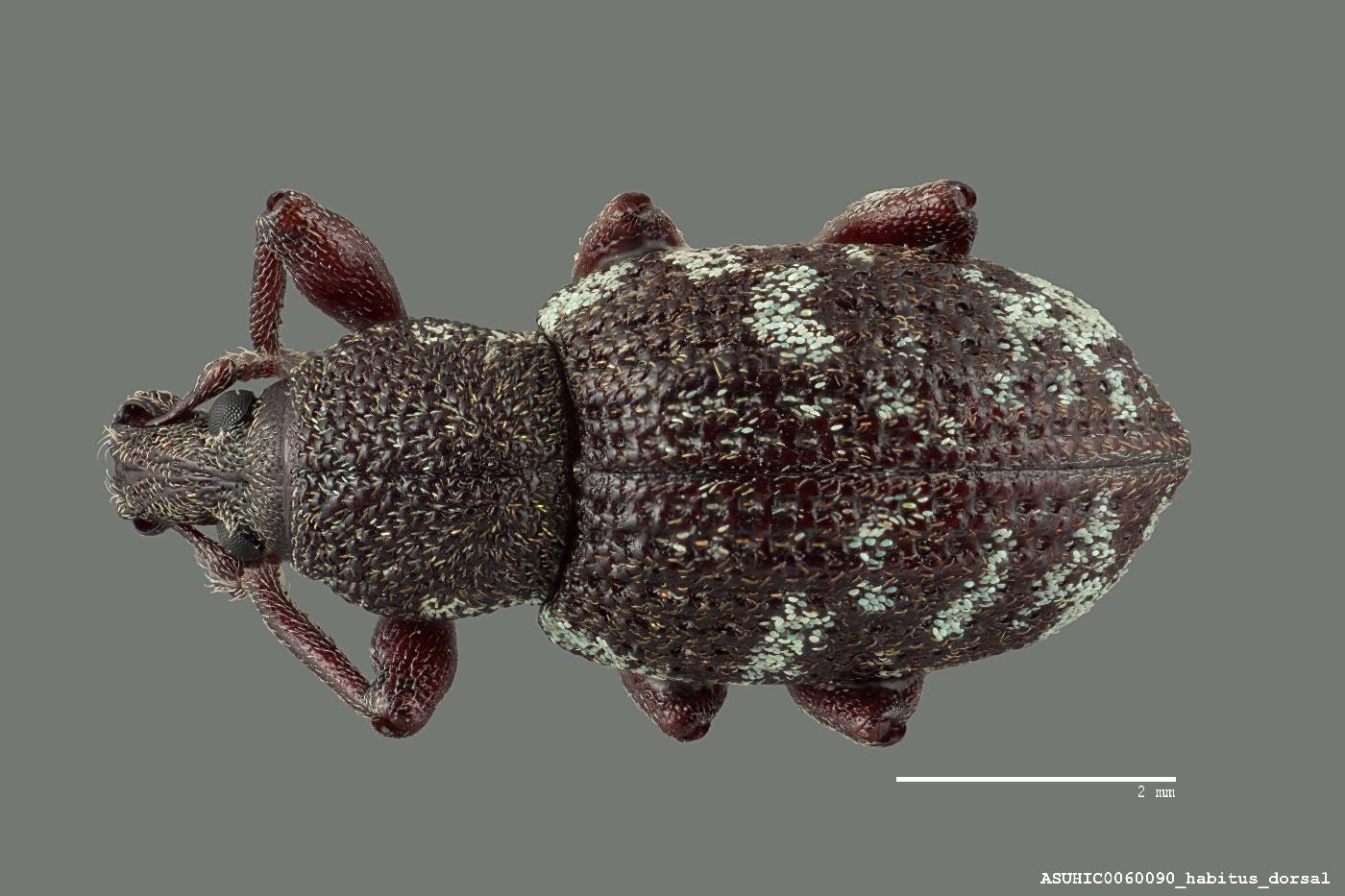 Hormorus undulatus image