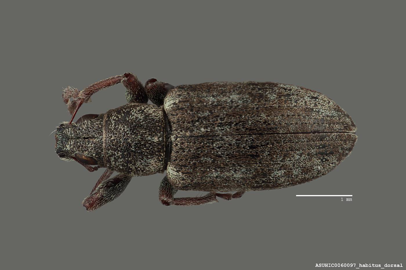 Sitona cylindricollis image