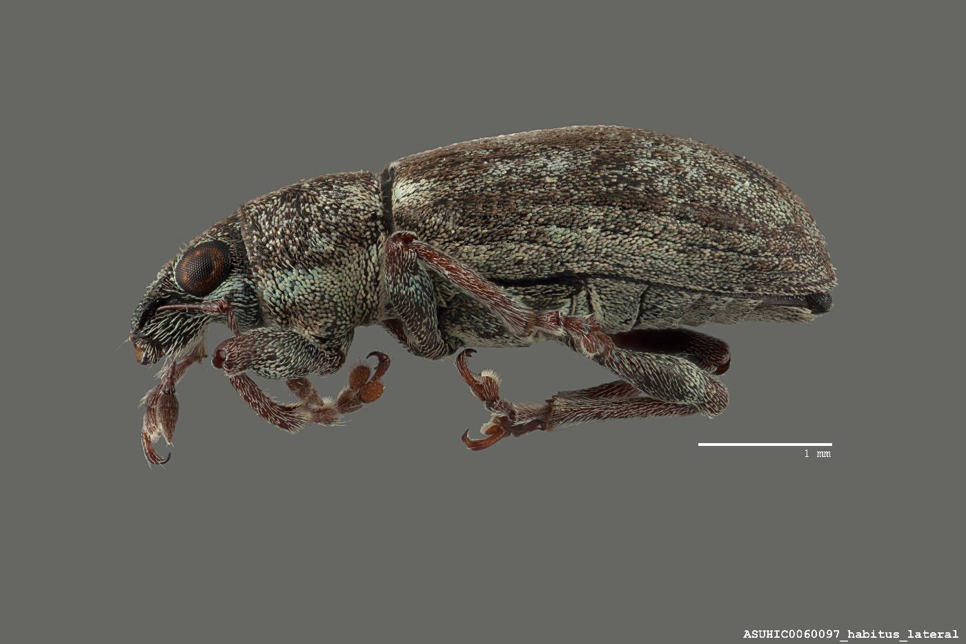 Sitona cylindricollis image