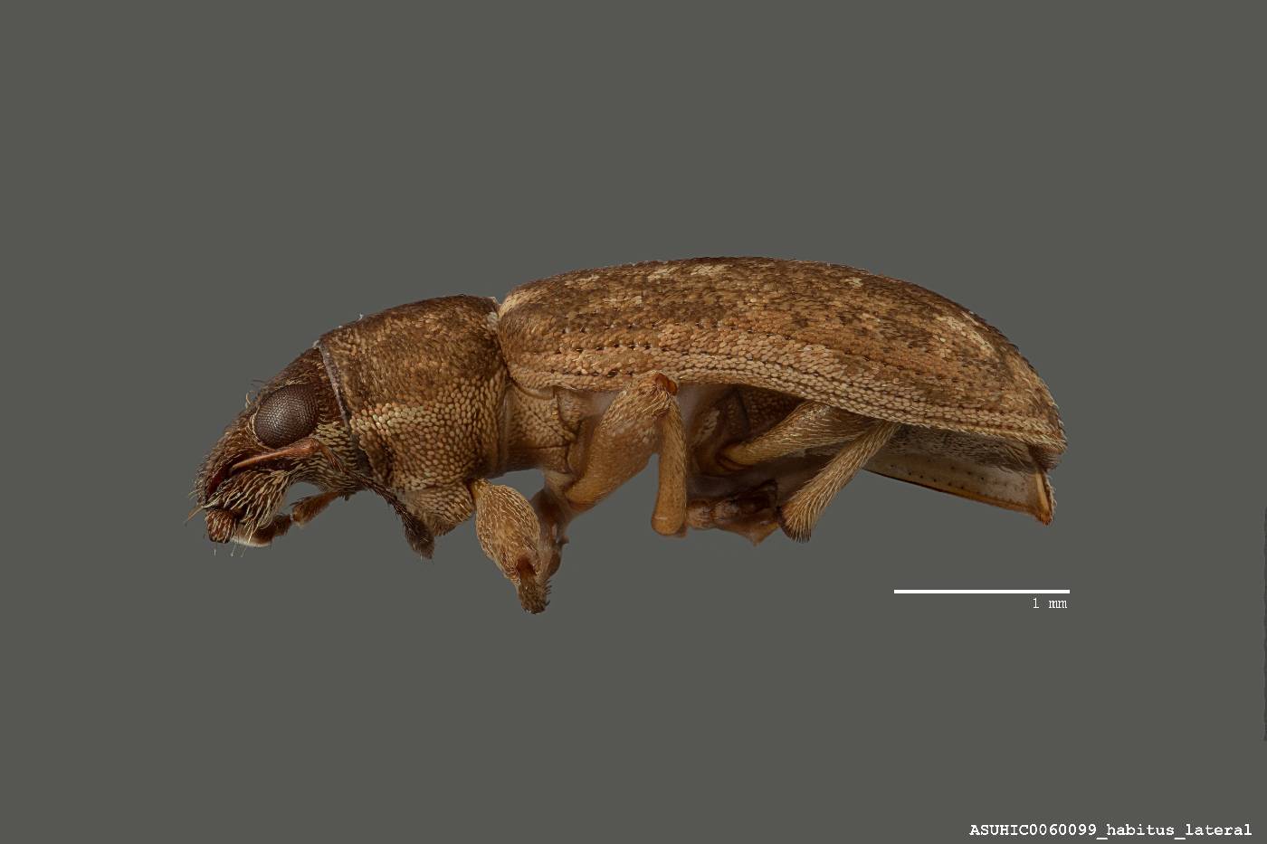 Sitona cylindricollis image