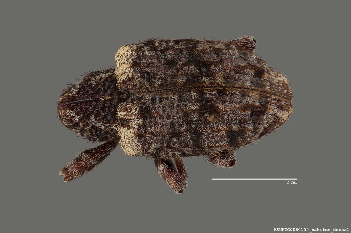 Conotrachelus compositus image