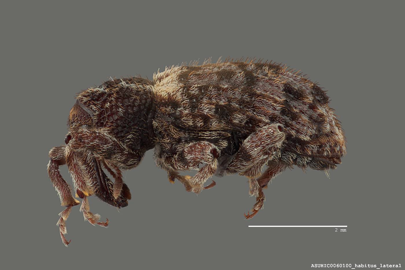 Conotrachelus compositus image