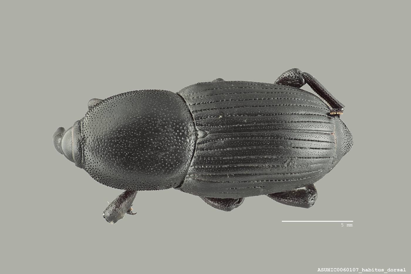 Scyphophorus image