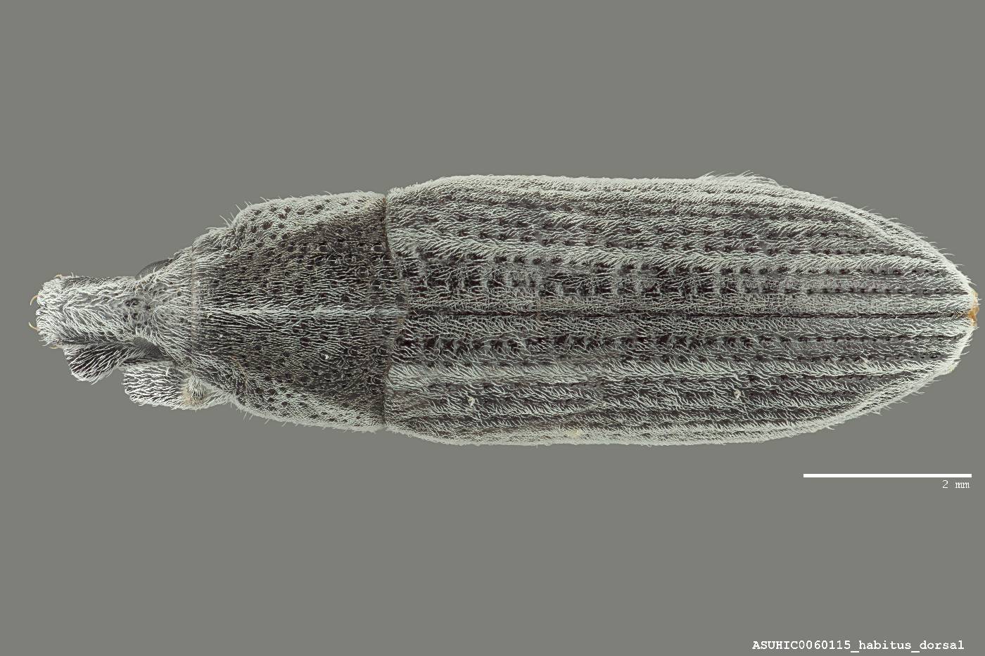Lixus scrobicollis image