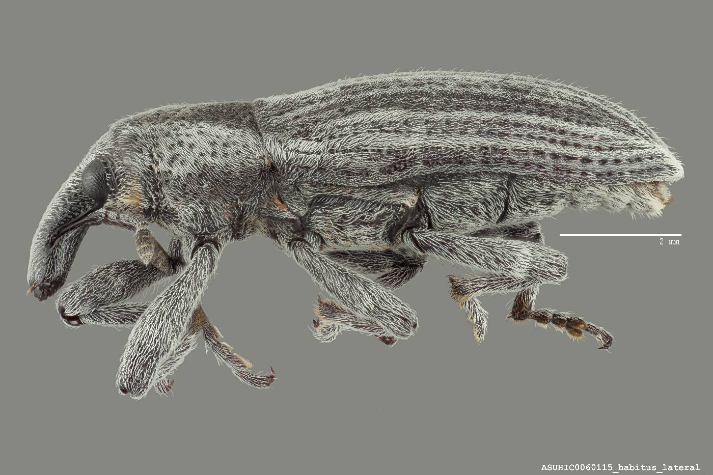 Lixus scrobicollis image