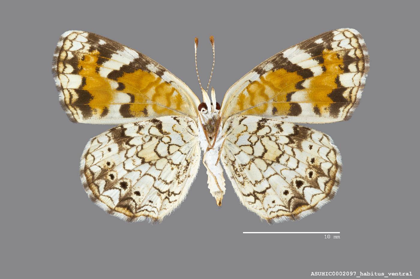 Phyciodes phaon image