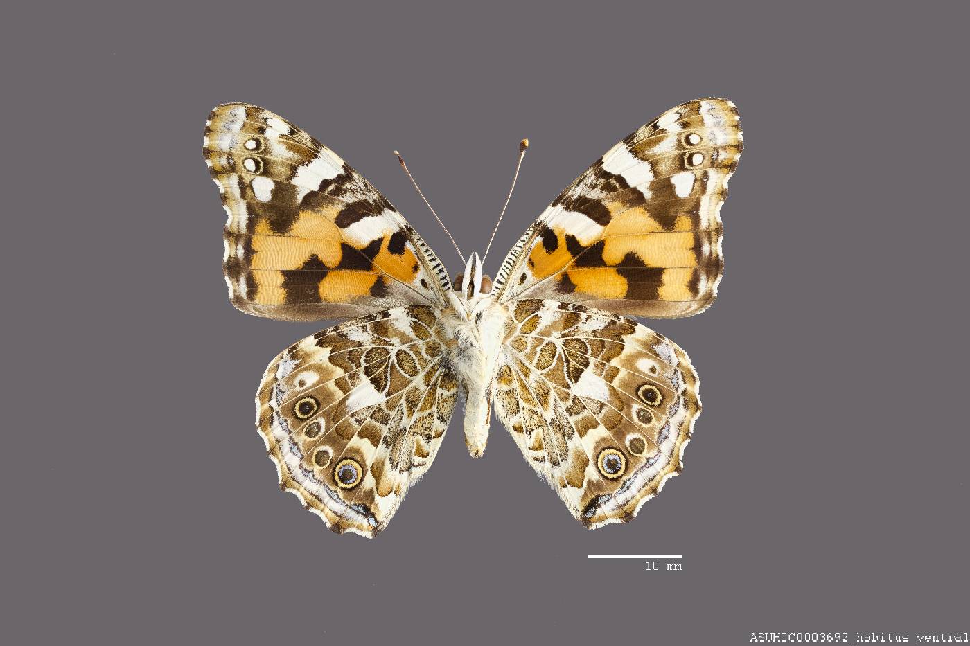 Vanessa cardui image