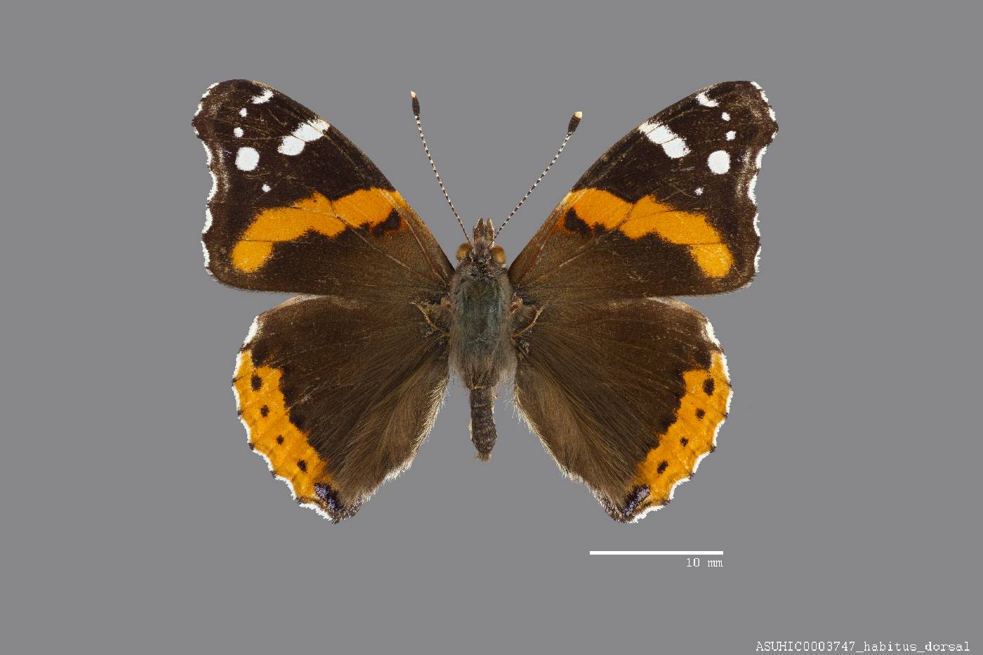 Vanessa atalanta image