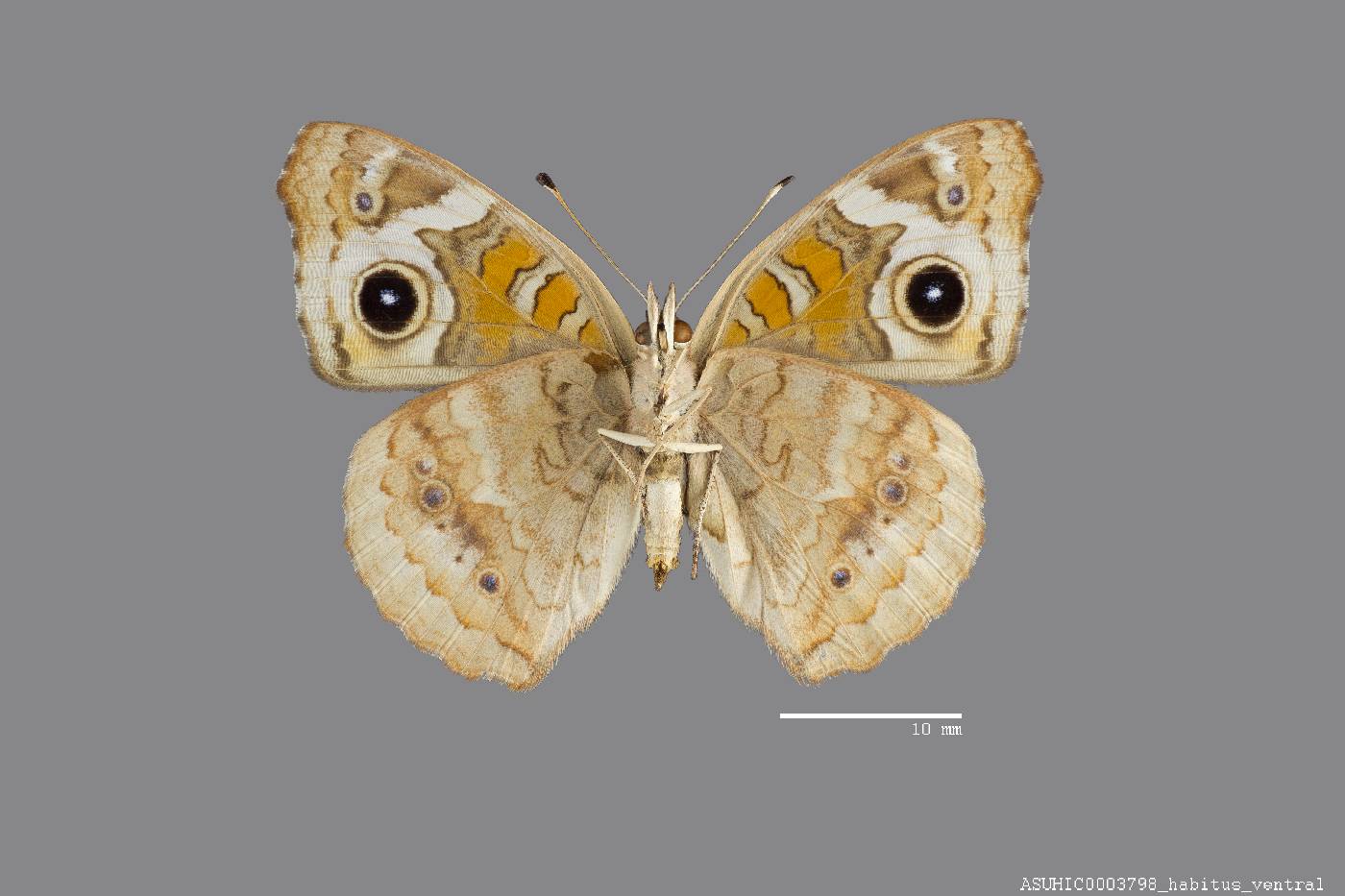 Junonia coenia image