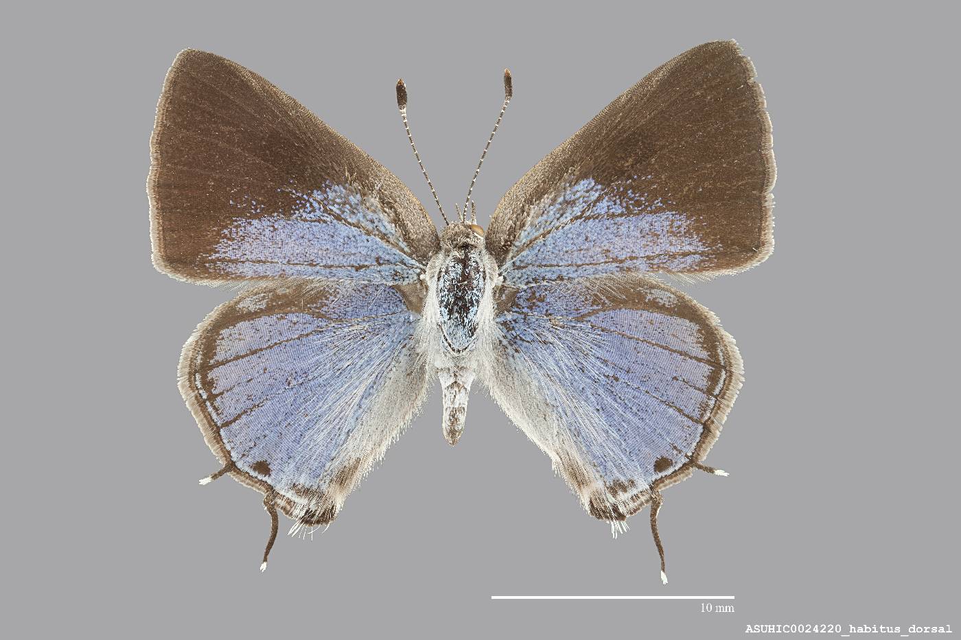 Ministrymon leda image