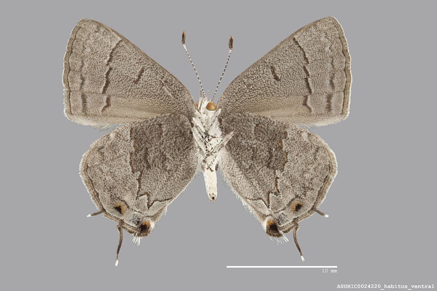 Lycaenidae image