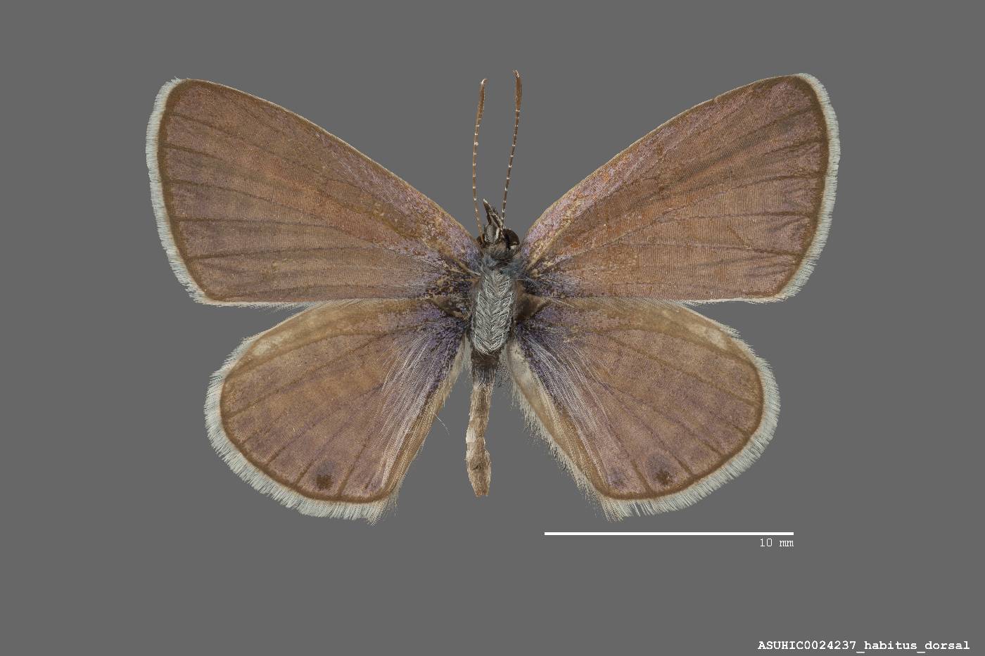Leptotes marina image