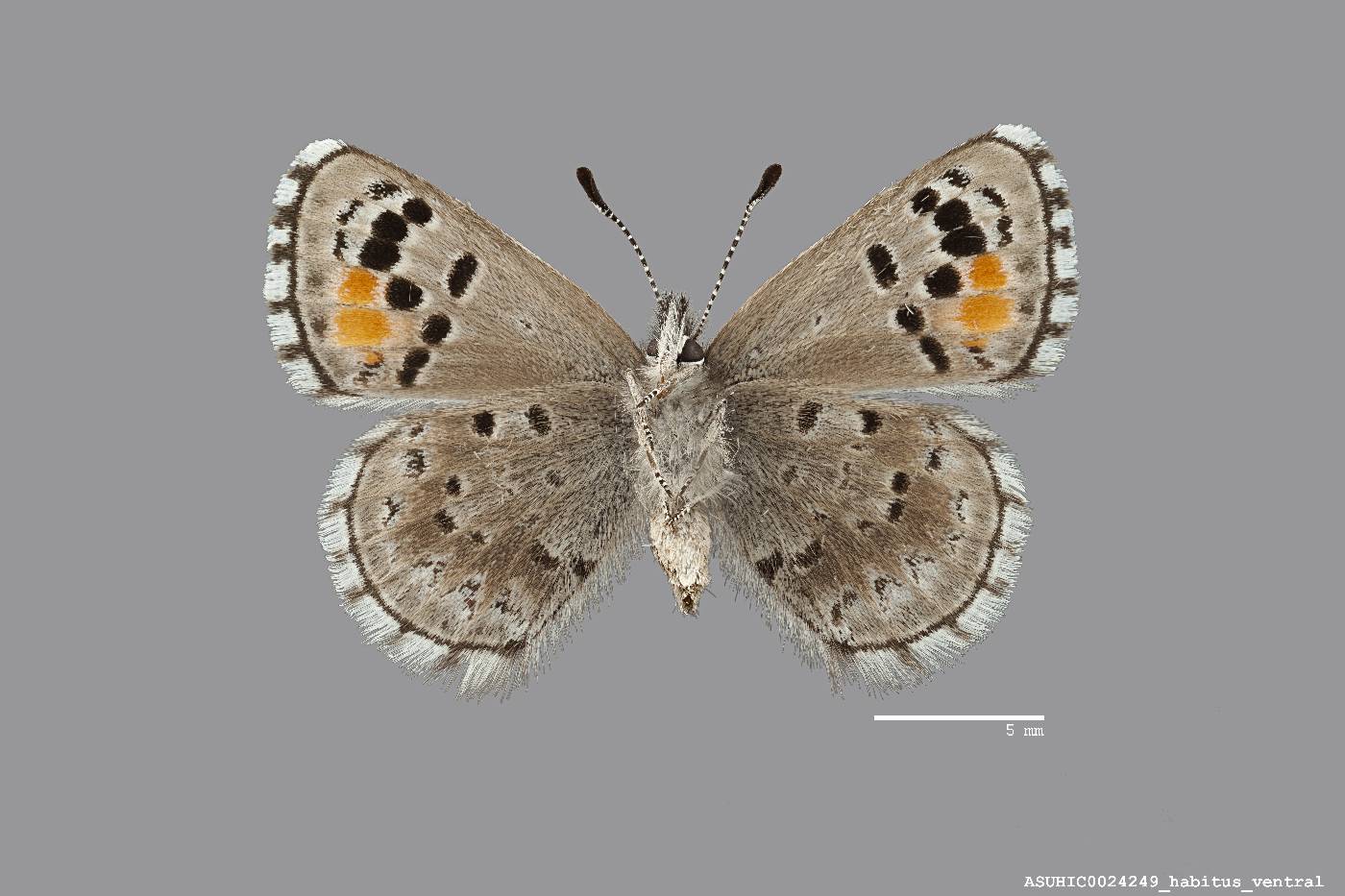 Philotes image