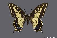 Image of Papilio zelicaon