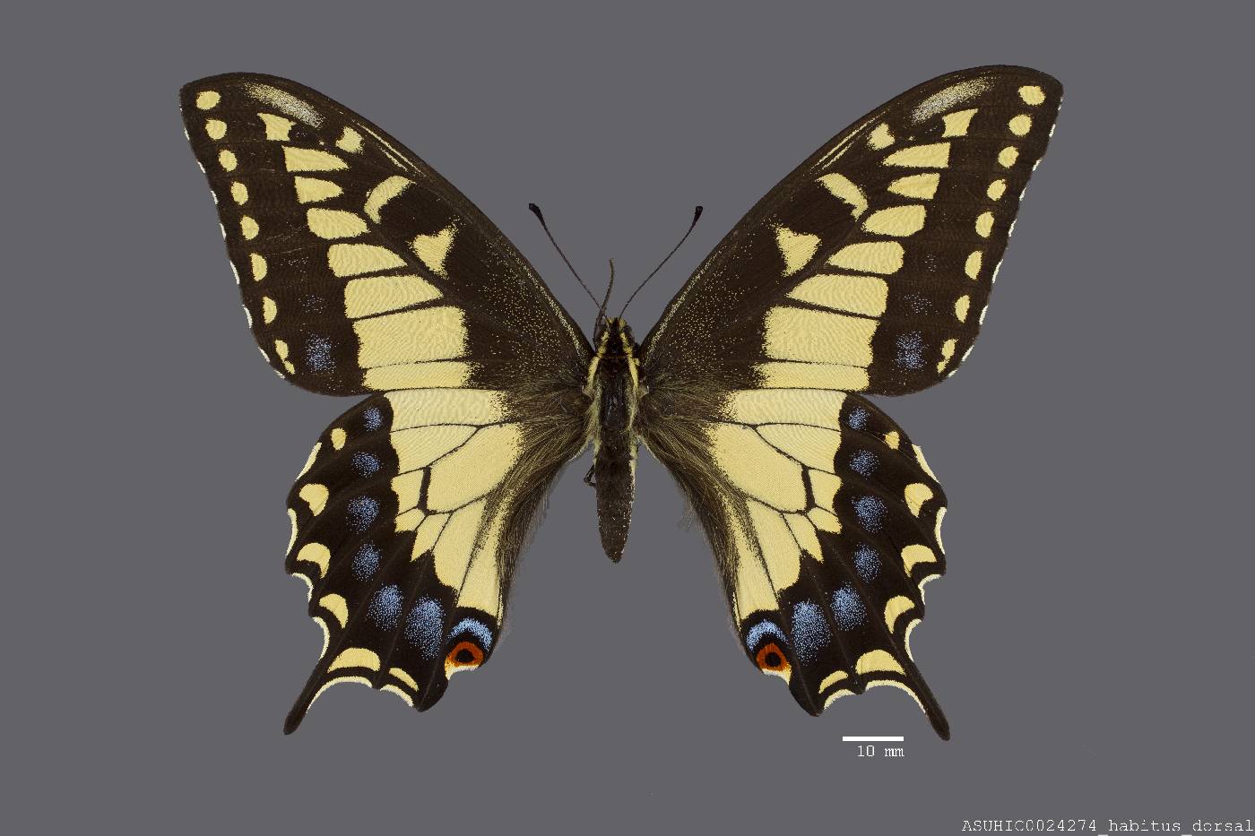 Papilio zelicaon image