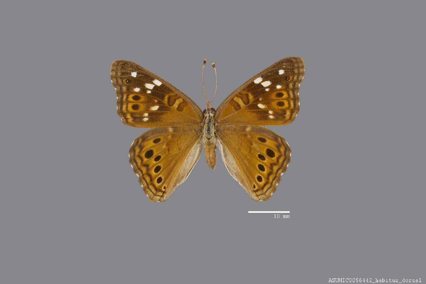 Nymphalidae image