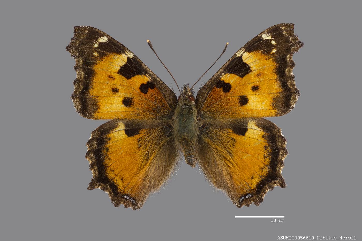 Nymphalis californica image