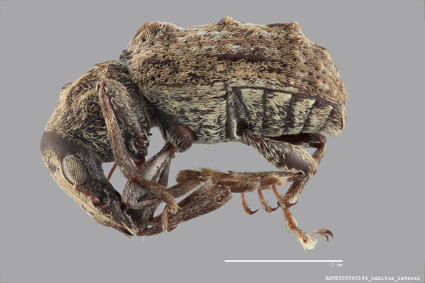 Anthribidae image