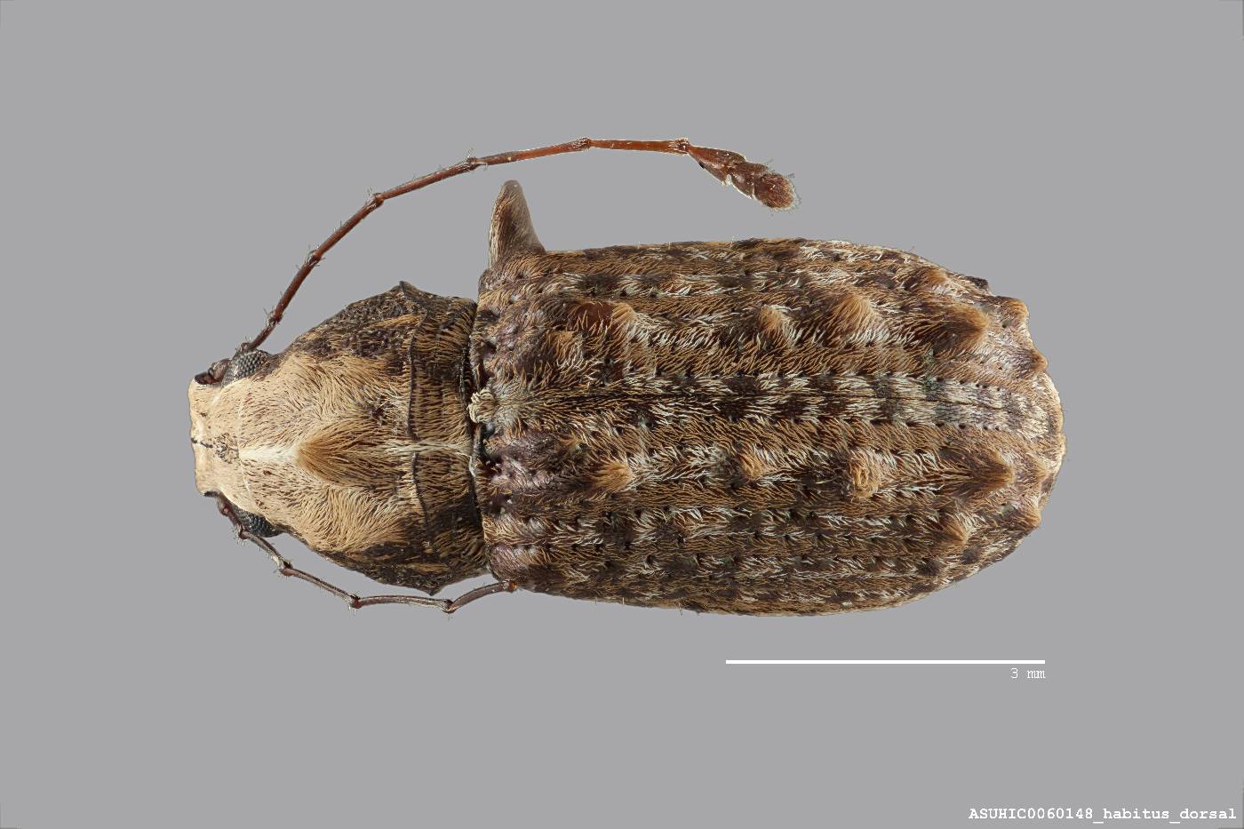 Meconemus metallicus image