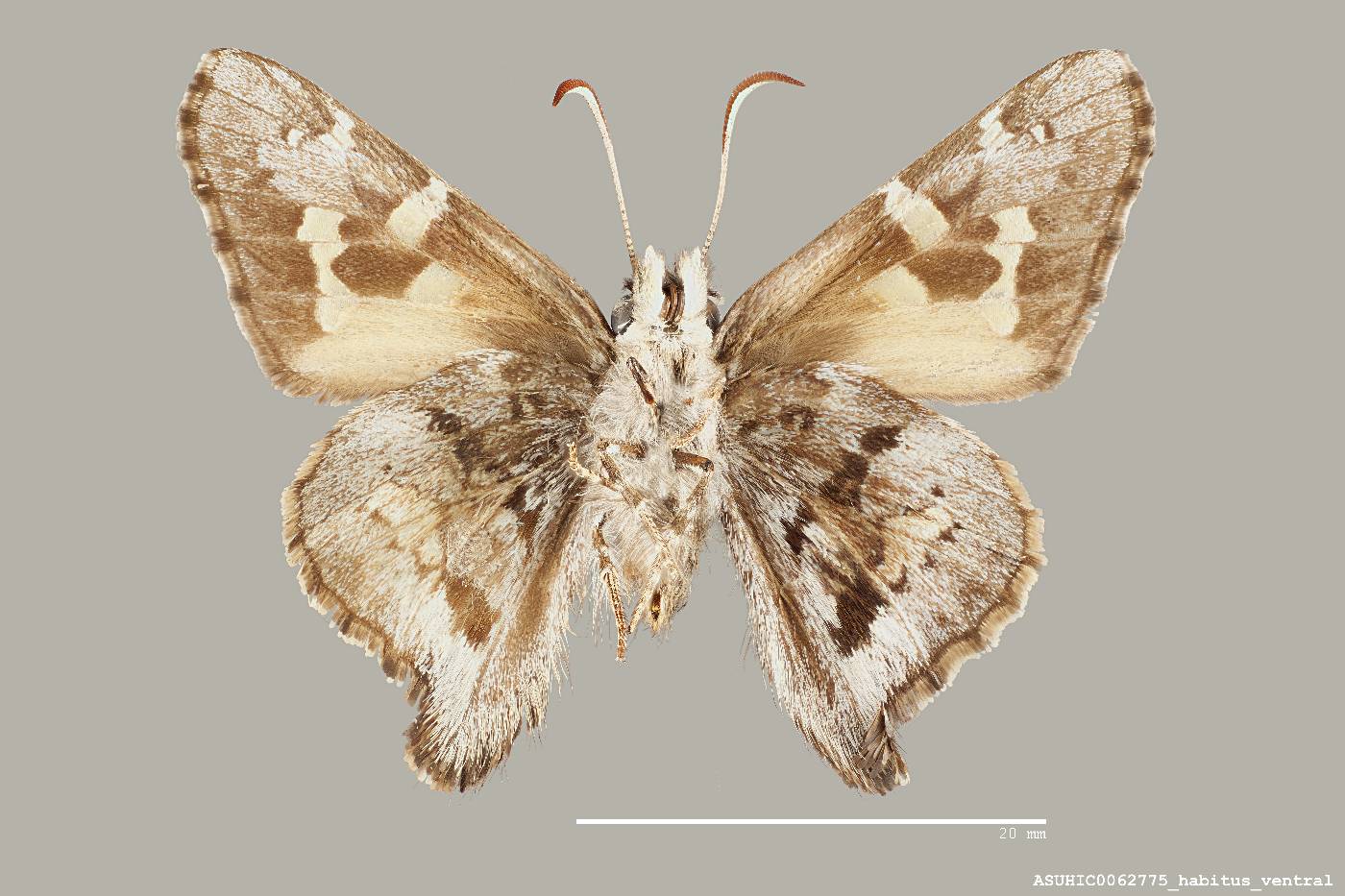 Pyrrhopyge araxes arizonae image