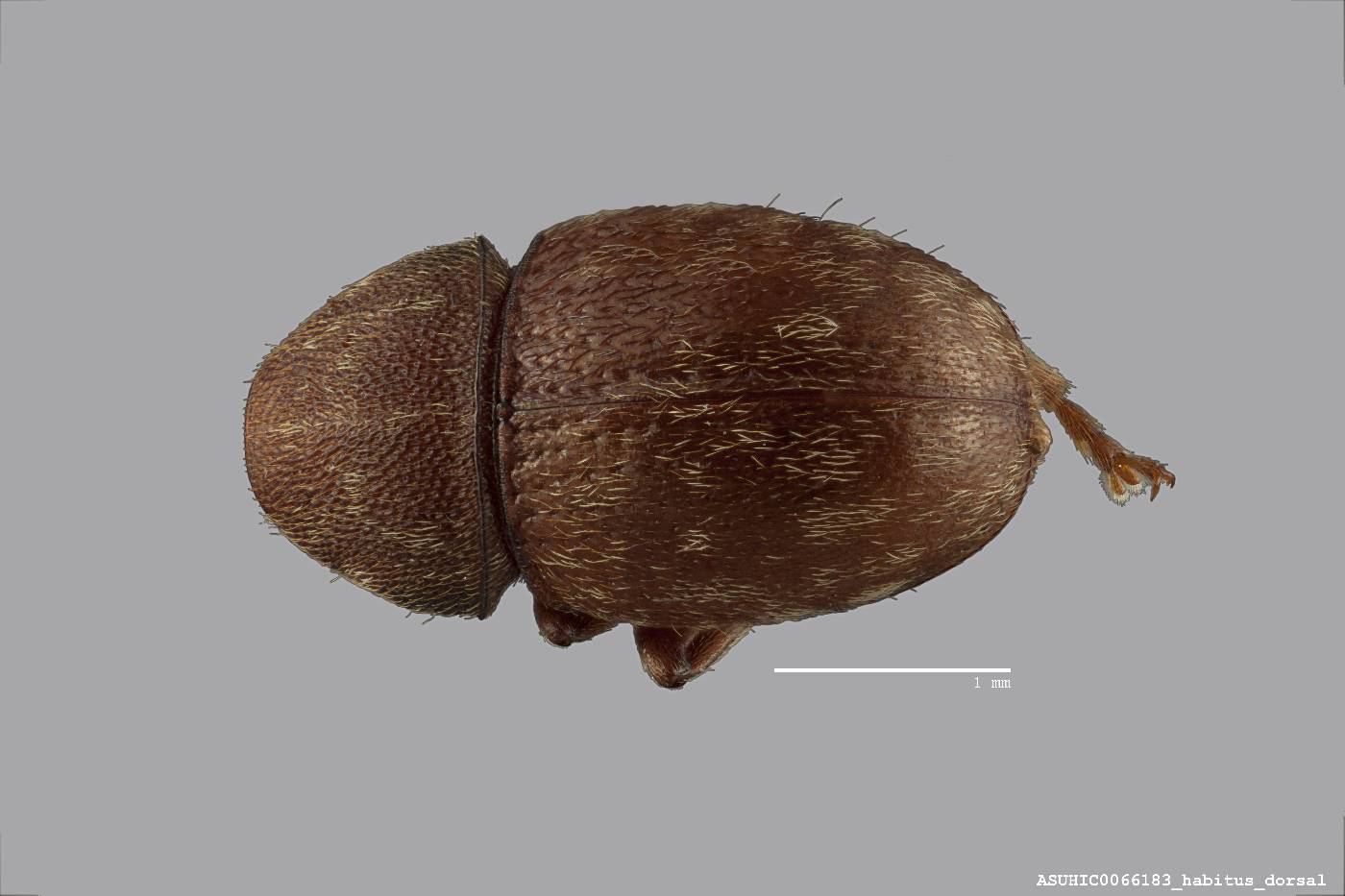 Opisolia lenis image