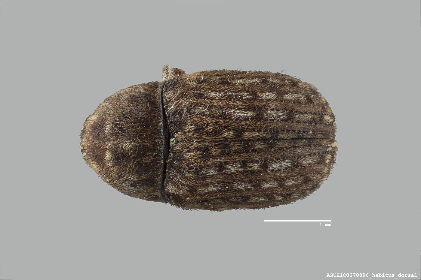 Trigonorhinus alternatus image