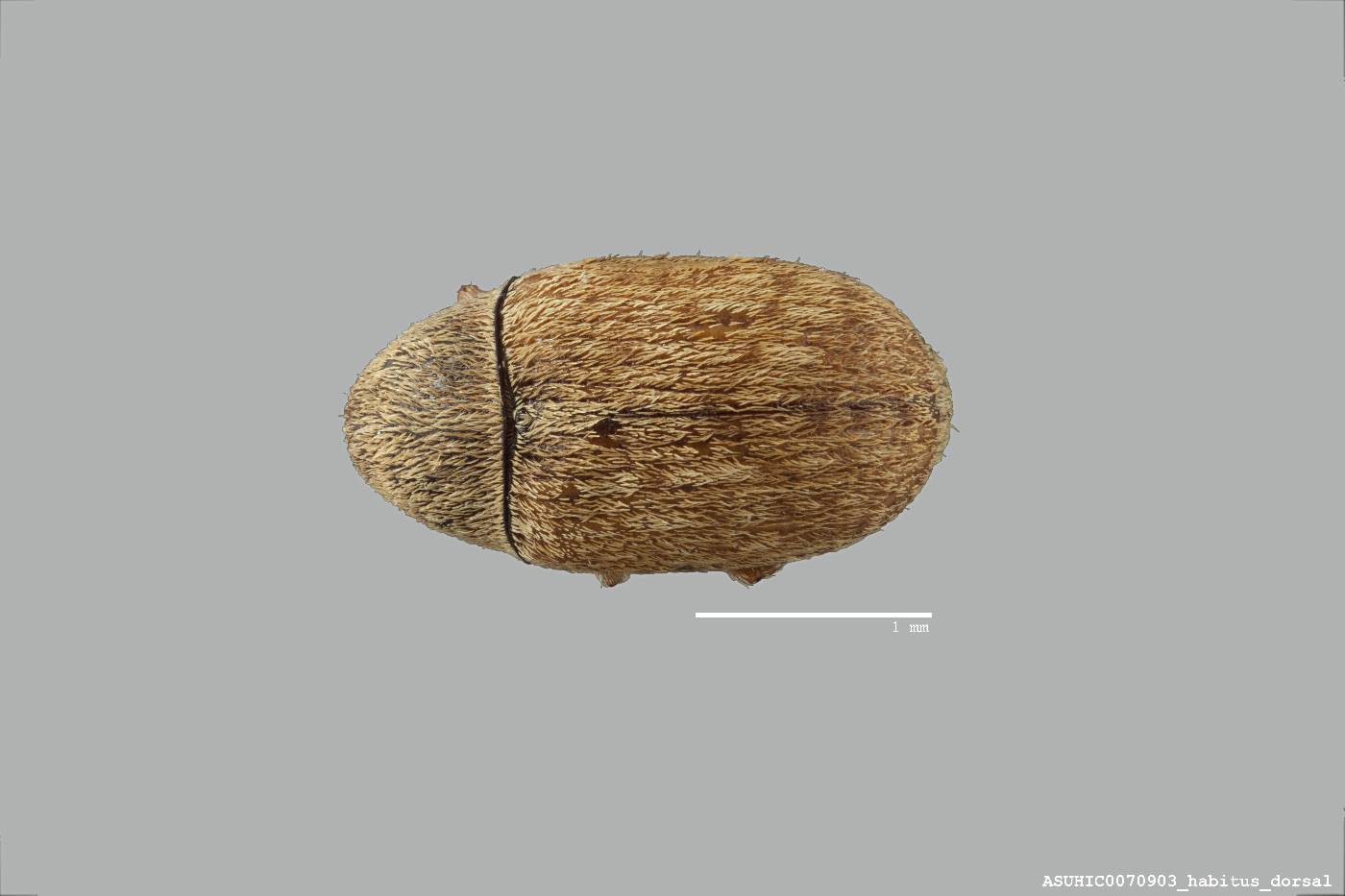 Trigonorhinus limbatus image