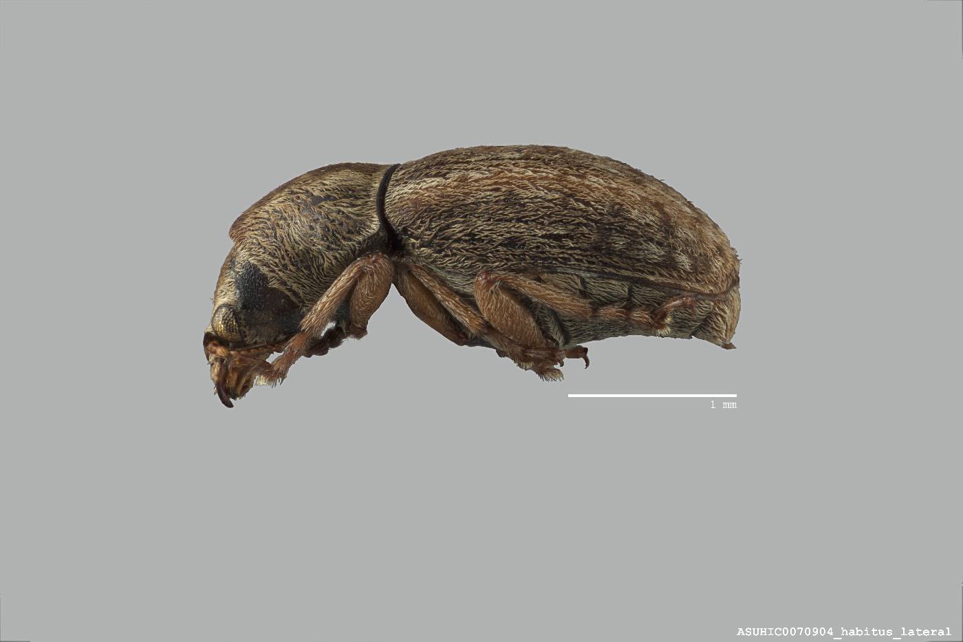 Trigonorhinus limbatus image
