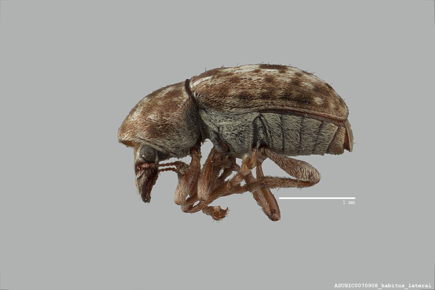 Trigonorhinus sticticus image