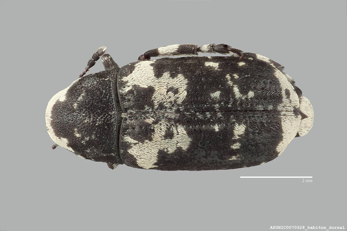 Euparius lugubris image