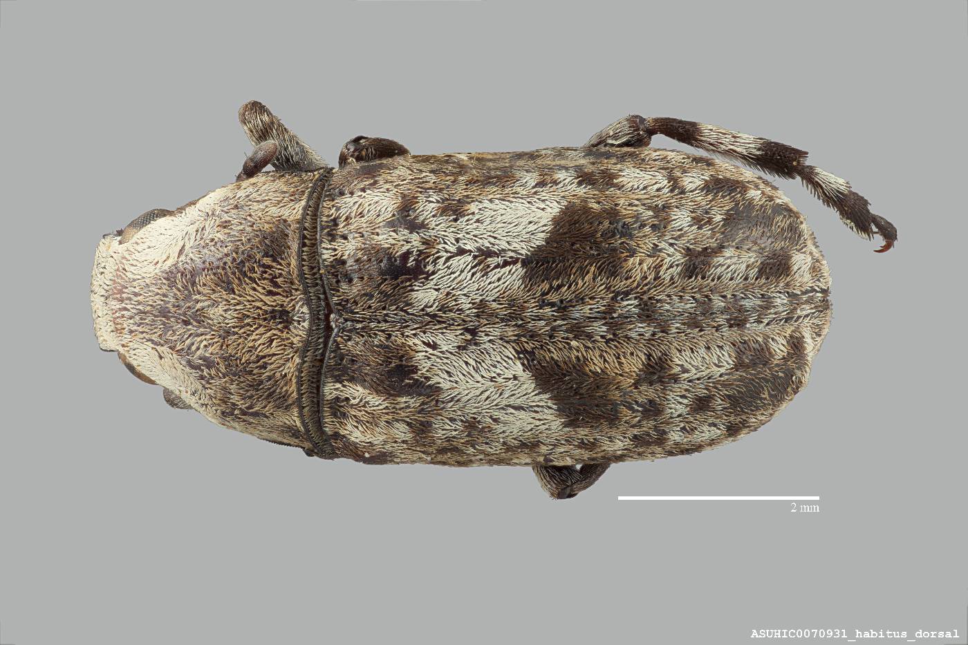 Euparius marmoreus image