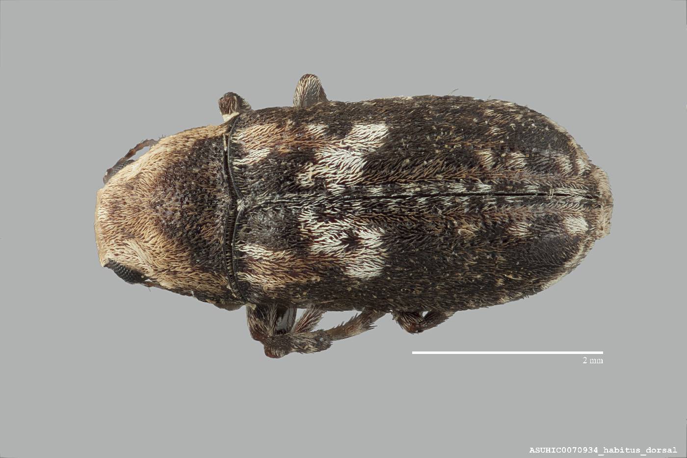 Euparius paganus image