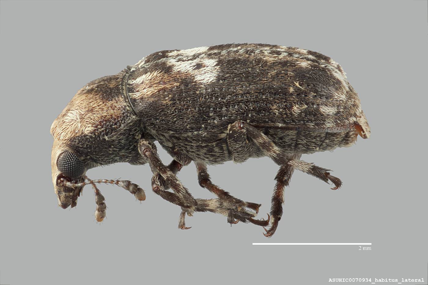 Euparius paganus image