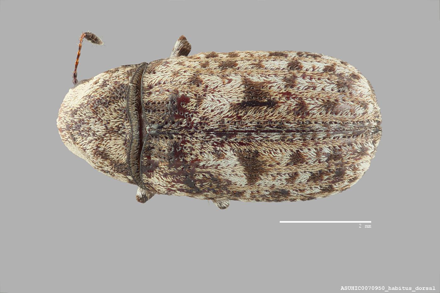 Anthribinae image