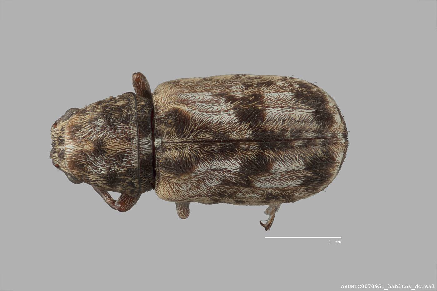 Discotenes lutosus image
